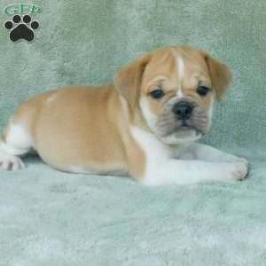 Charlie, Miniature Bulldog Puppy